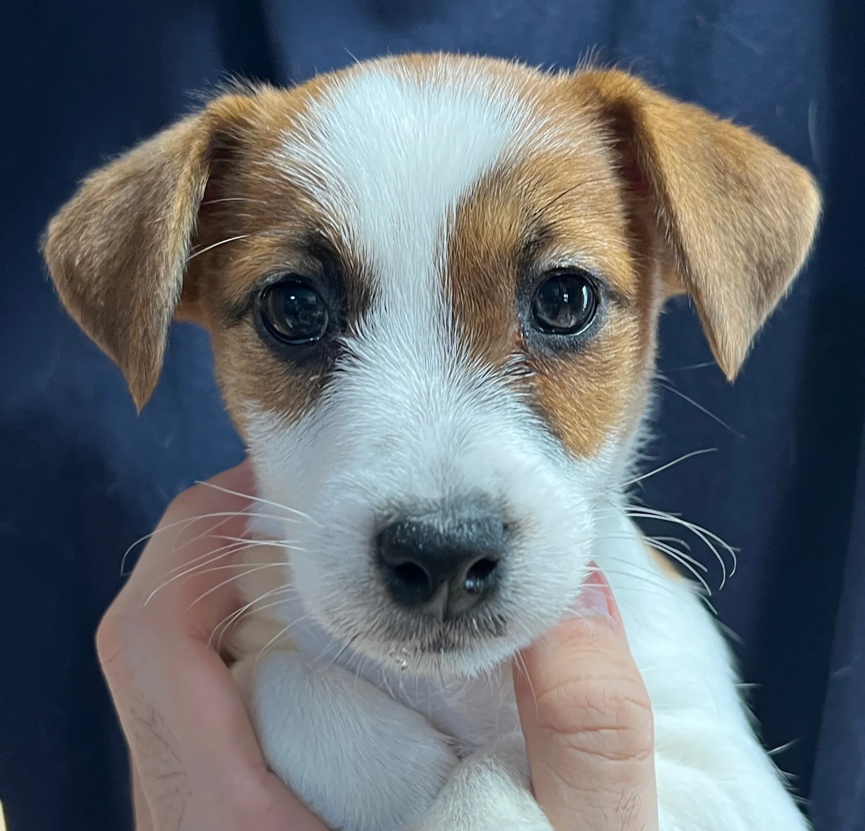そらまめ長女ちゃん、2026年1月8日生まれ