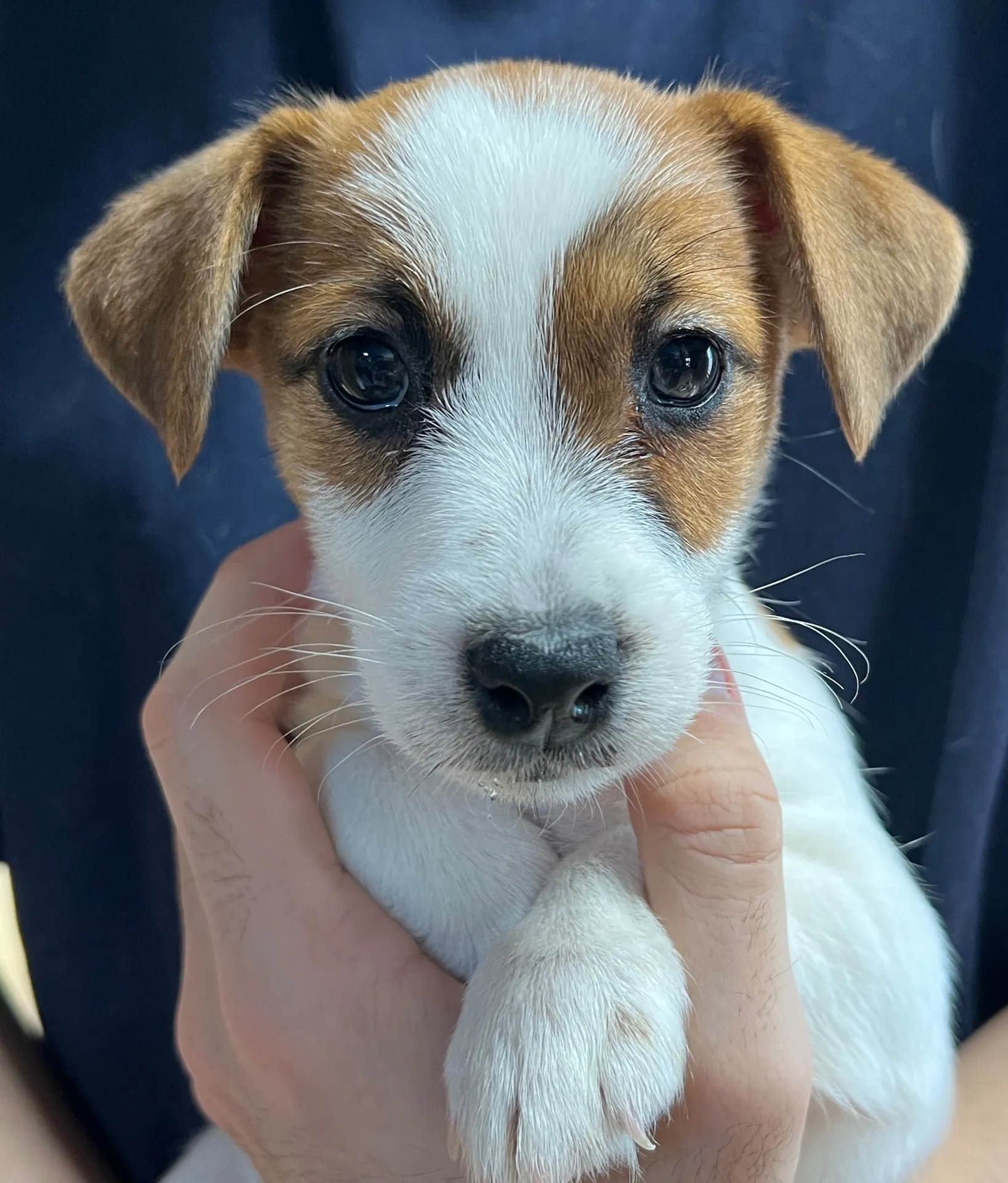 そらまめ長女ちゃん、2026年1月8日生まれ