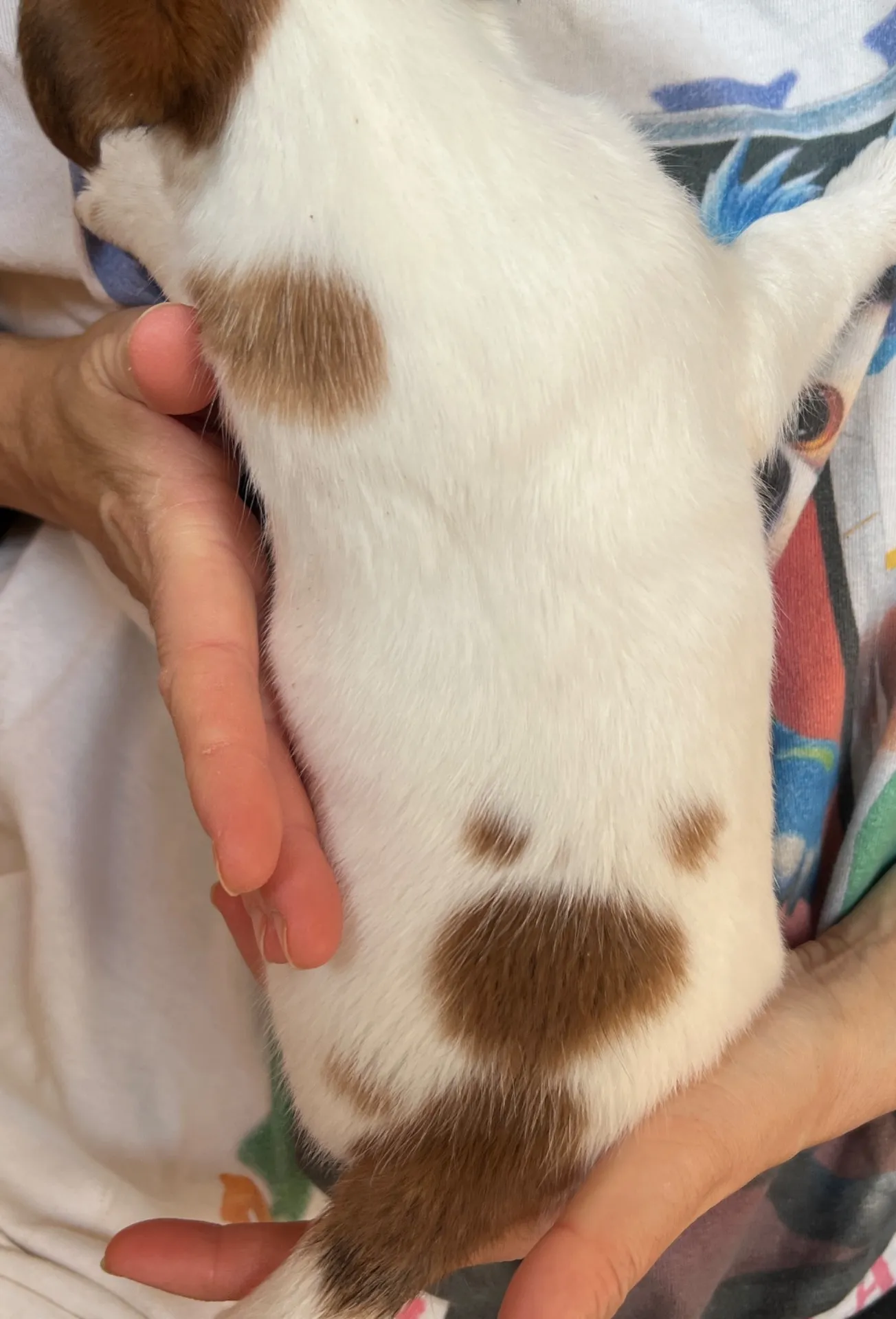 そらまめ長女ちゃん、2026年1月8日生まれ