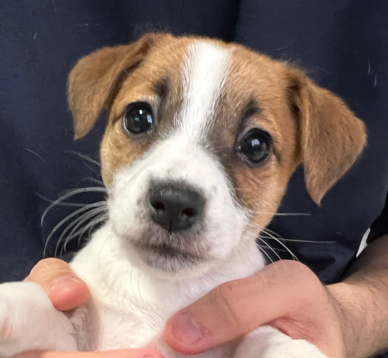 あんみつ長女ちゃん、2026年1月11日生まれ