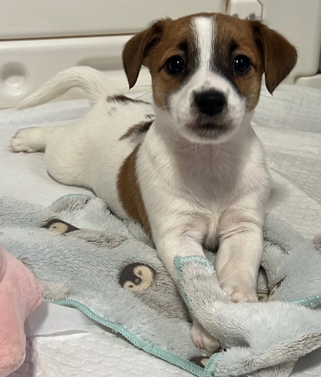 あんみつ長女ちゃん、2026年1月11日生まれ