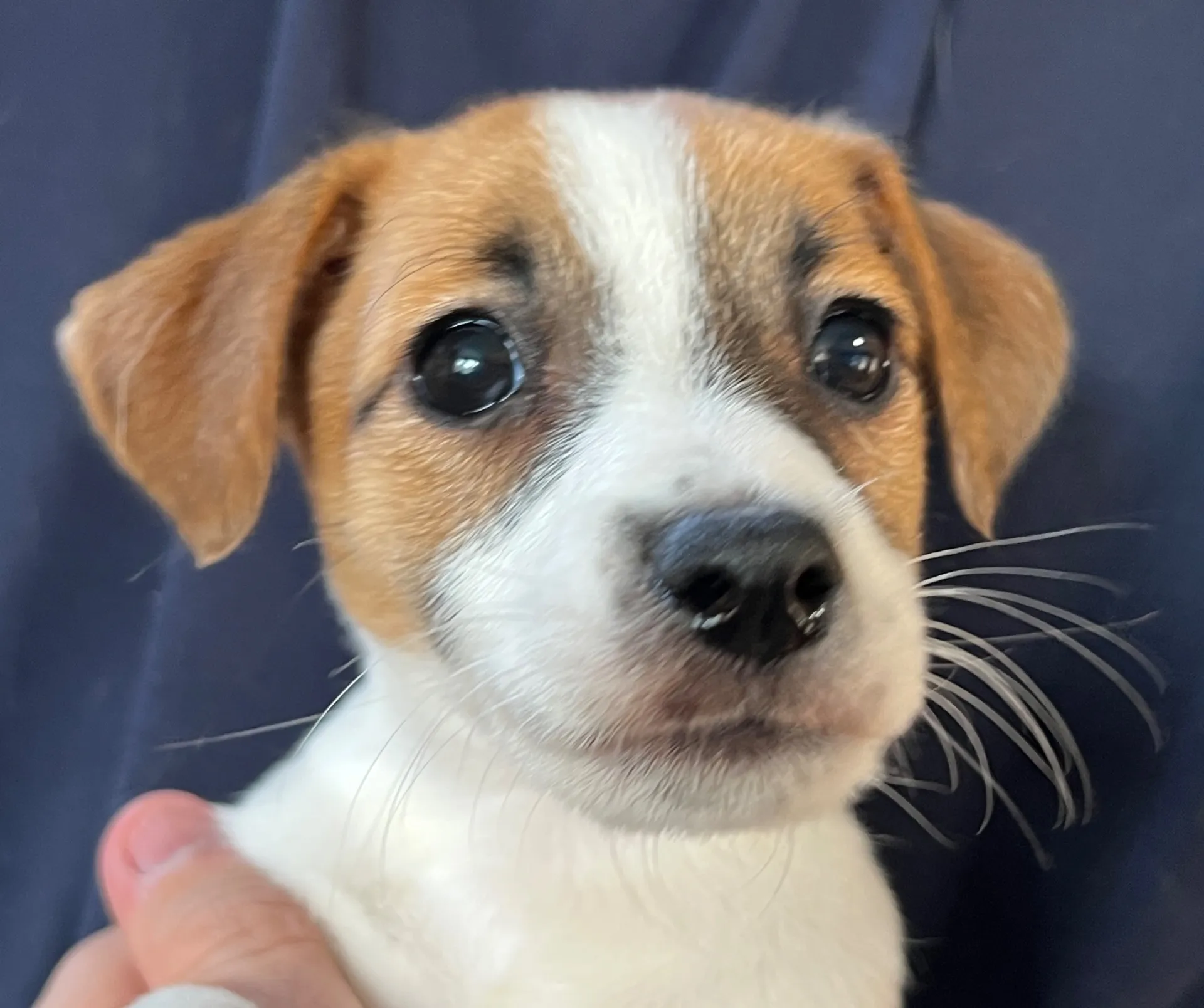 あんみつ長女ちゃん、2026年1月11日生まれ