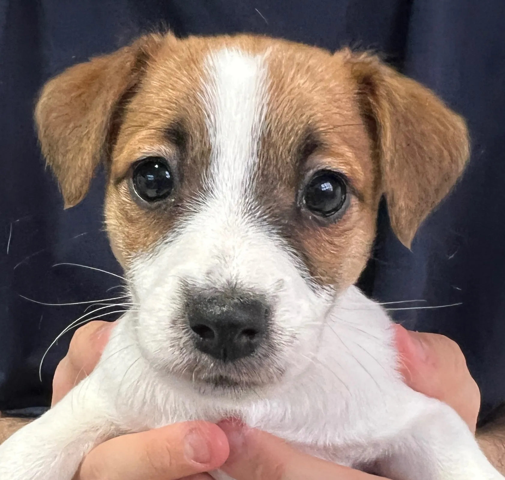 あんみつ長女ちゃん、2026年1月11日生まれ