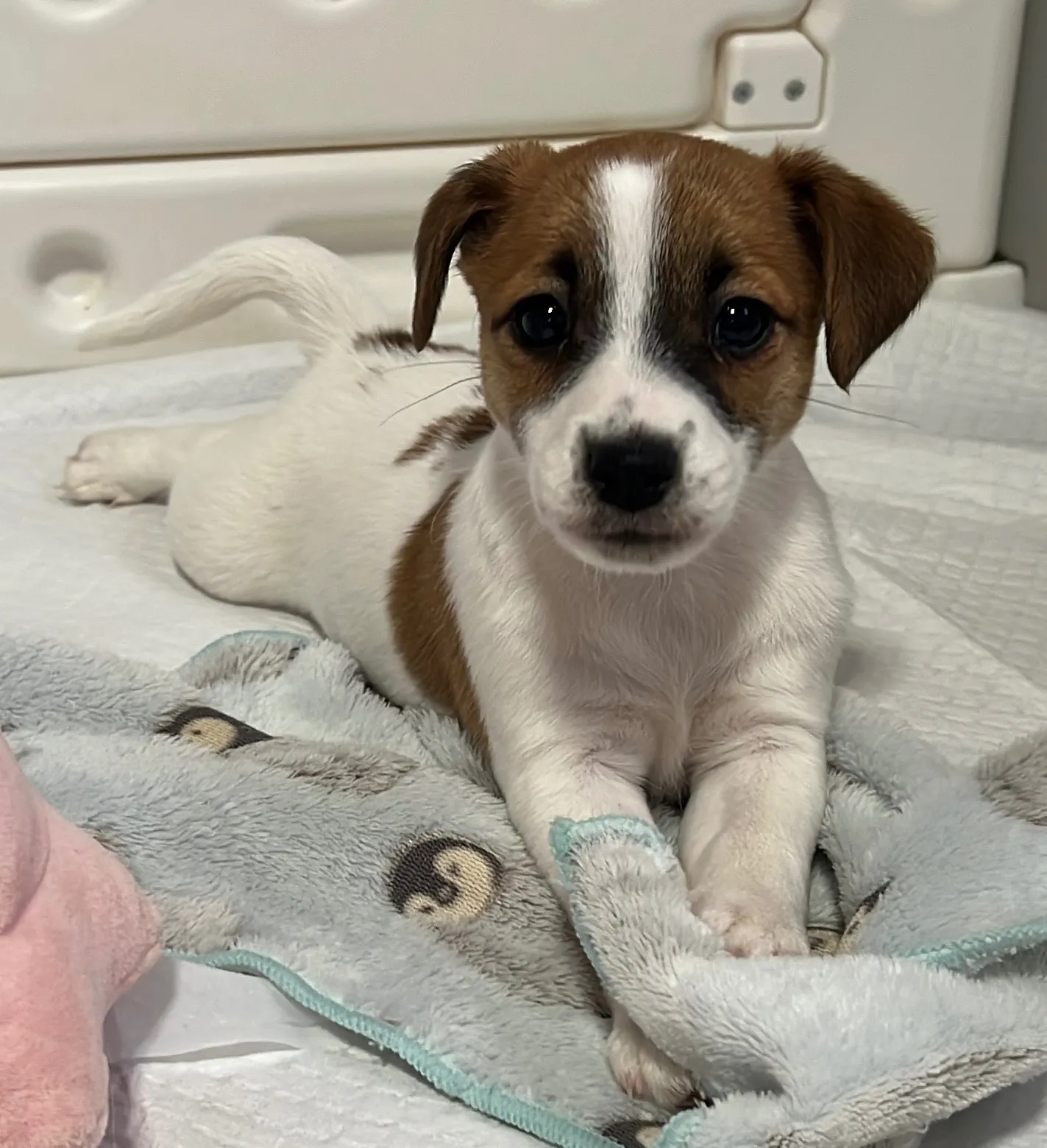 あんみつ長女ちゃん、2026年1月11日生まれ