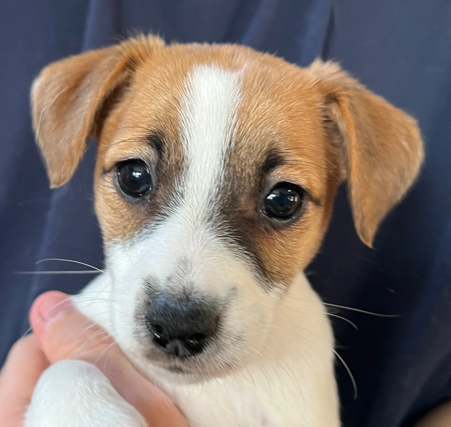 あんみつ長女ちゃん、2026年1月11日生まれ