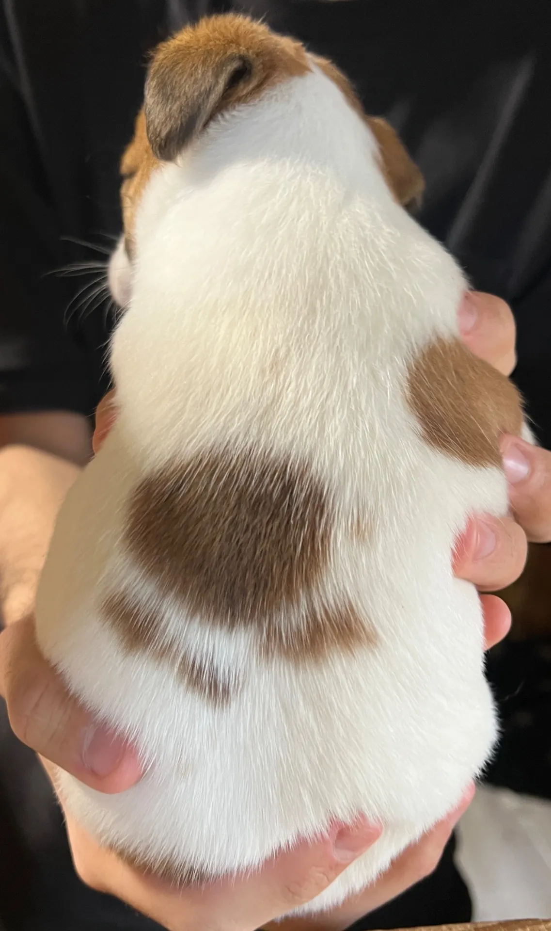 あんみつ長女ちゃん、2026年1月11日生まれ