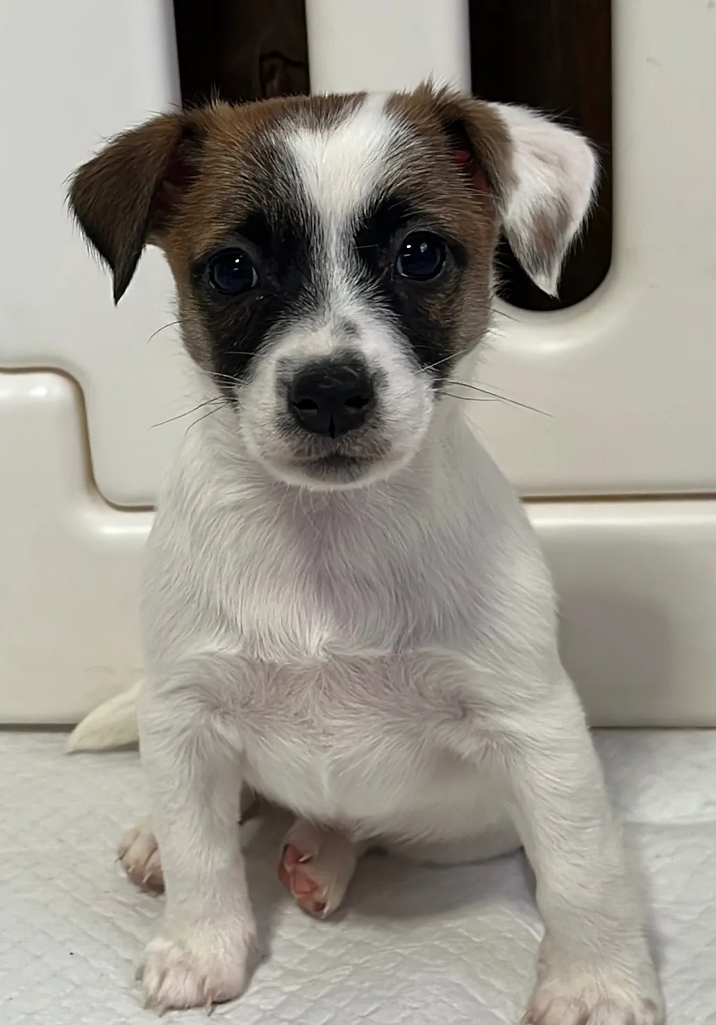 あんみつ次女ちゃん、2026年1月11日生まれ