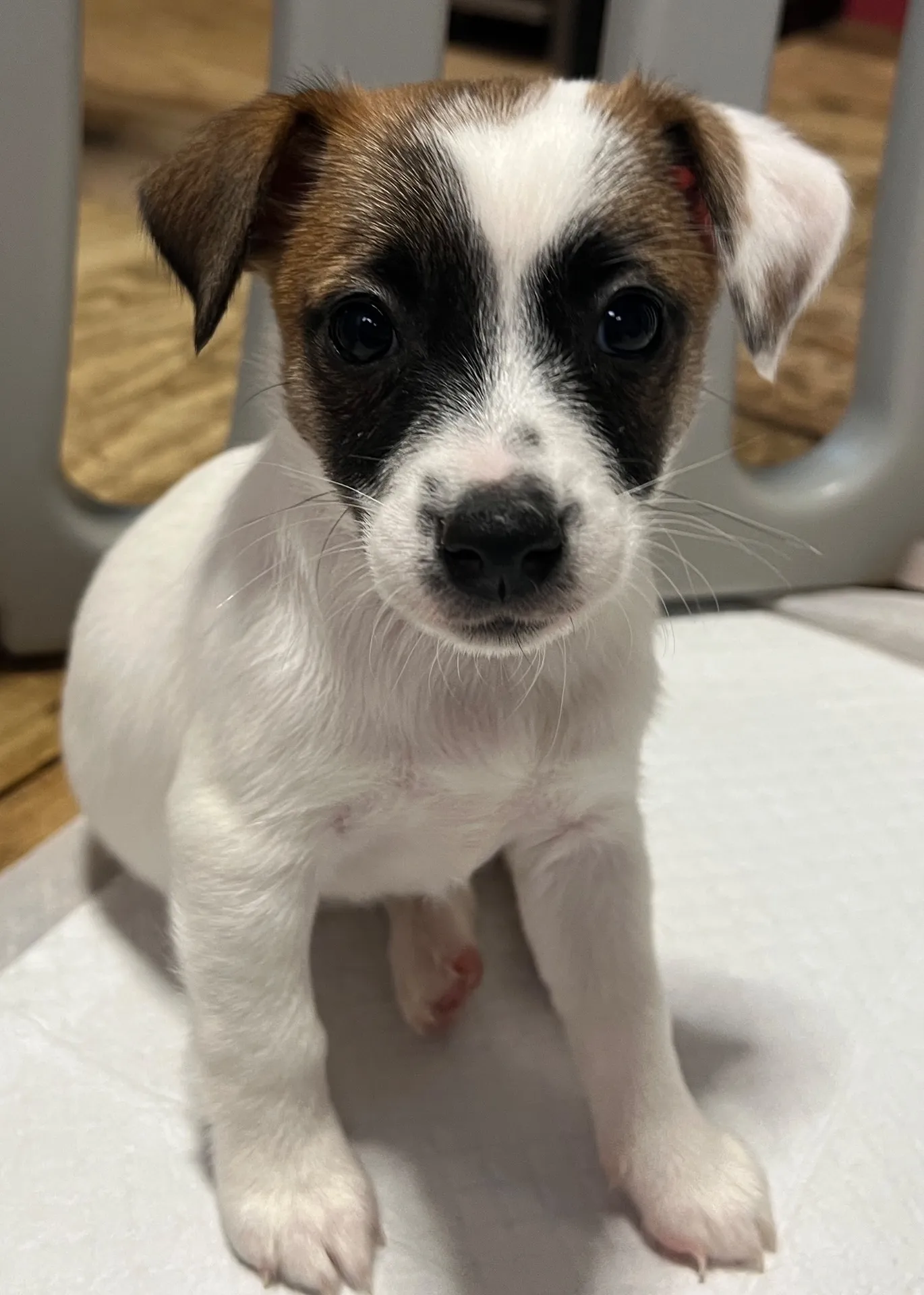 あんみつ次女ちゃん、2026年1月11日生まれ