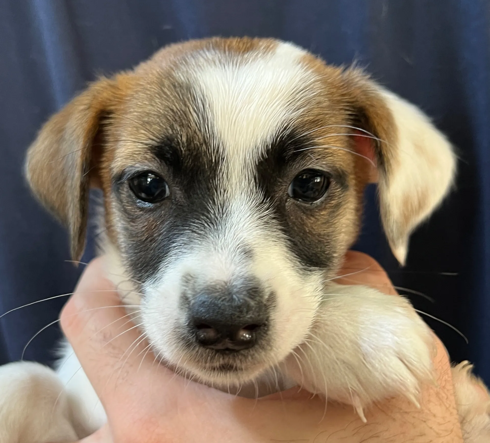 あんみつ次女ちゃん、2026年1月11日生まれ