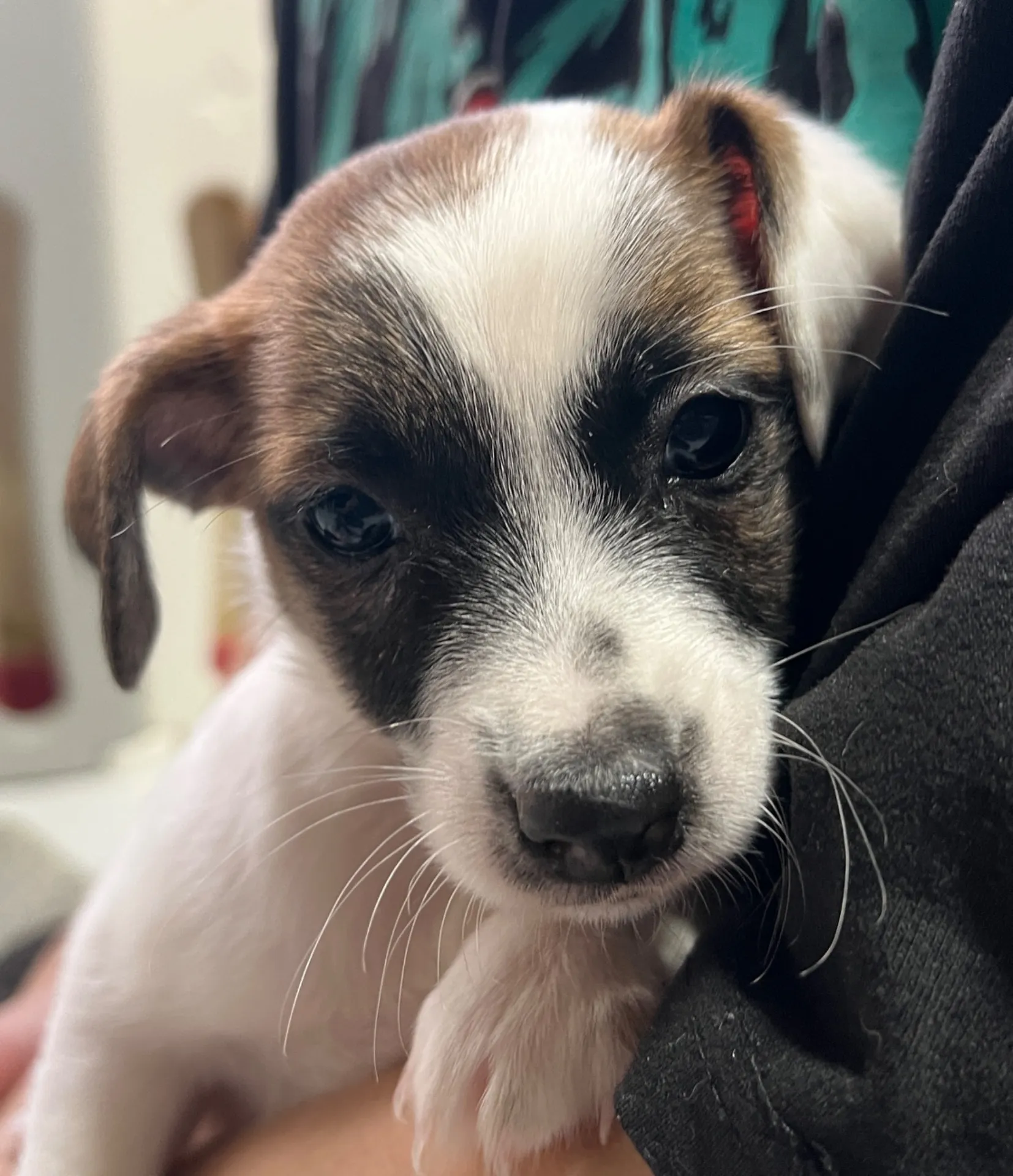 あんみつ次女ちゃん、2026年1月11日生まれ