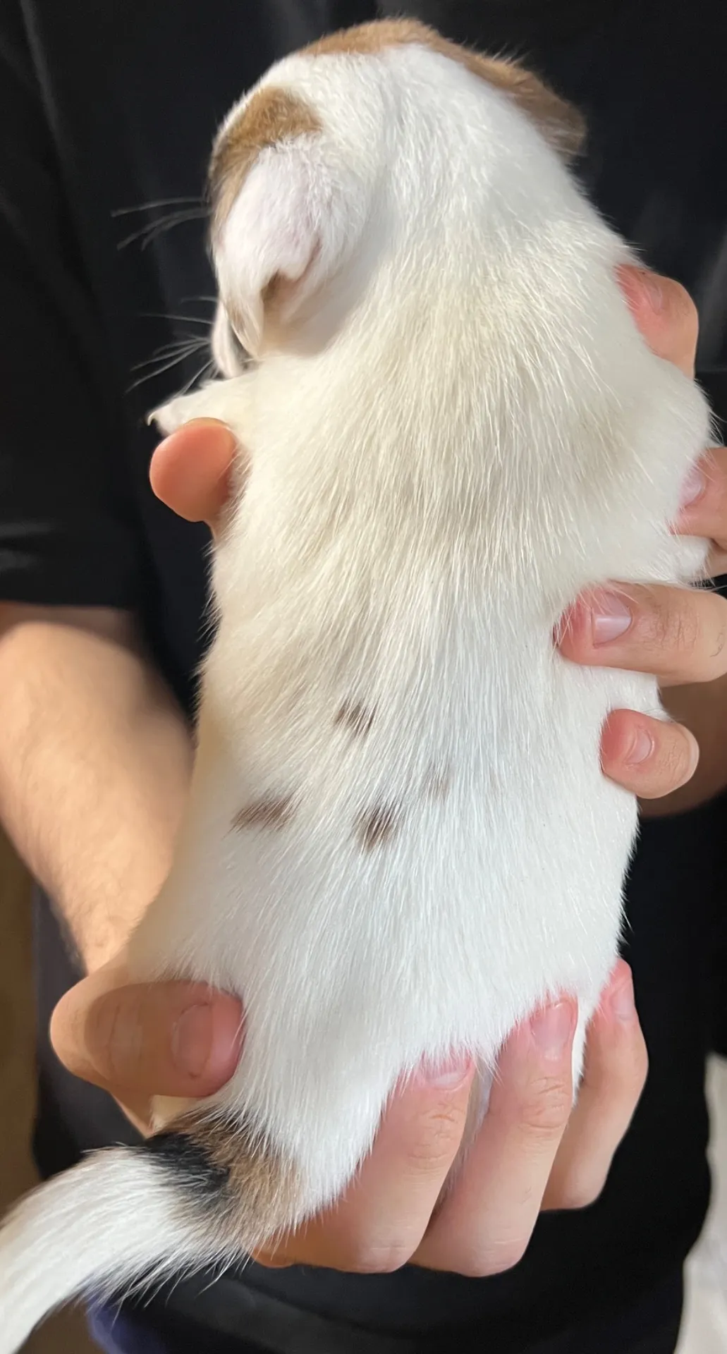 あんみつ次女ちゃん、2026年1月11日生まれ