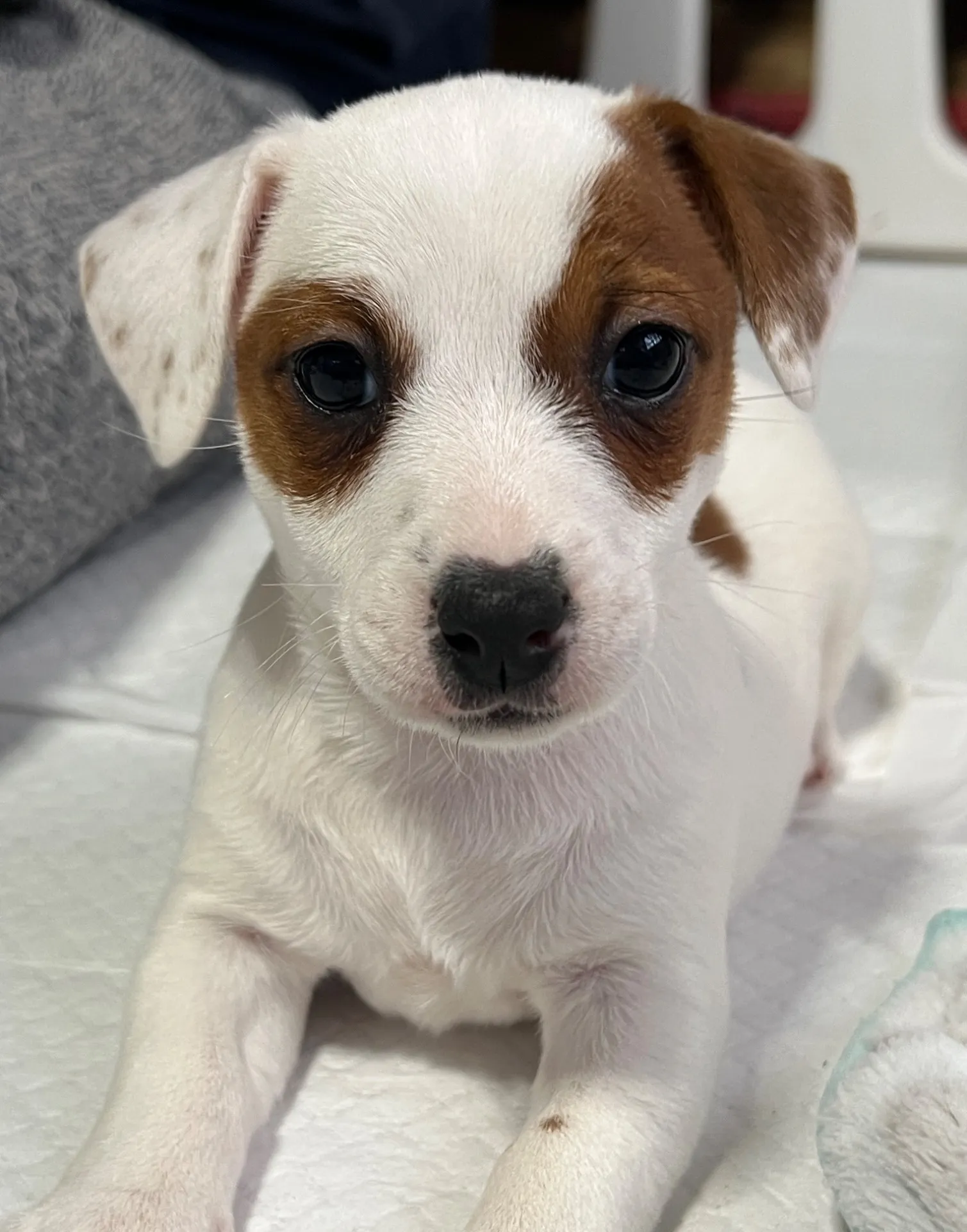 あんみつ三女ちゃん、2026年1月11日生まれ