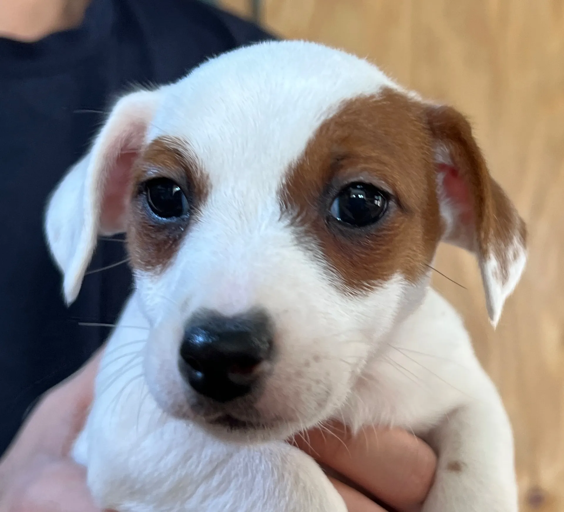 あんみつ三女ちゃん、2026年1月11日生まれ