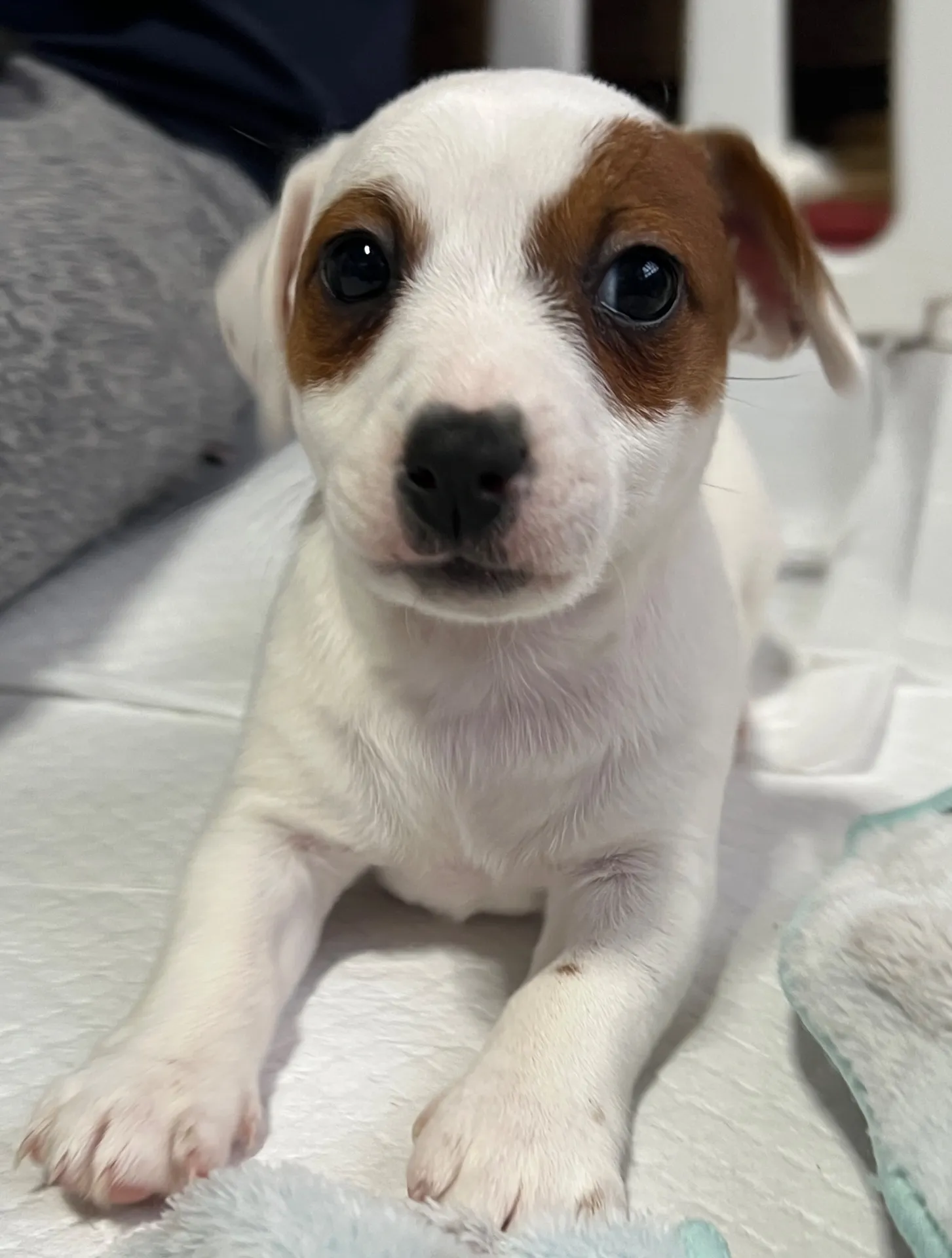 あんみつ三女ちゃん、2026年1月11日生まれ