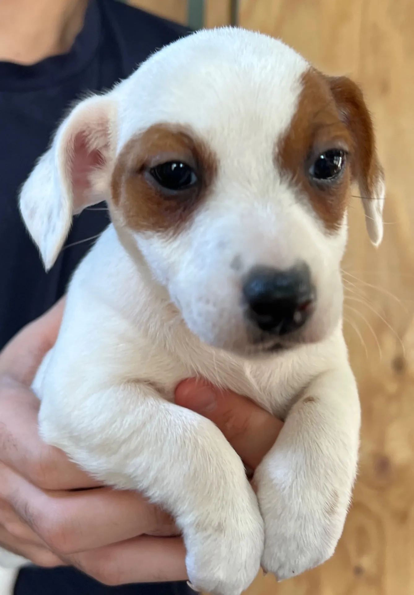 あんみつ三女ちゃん、2026年1月11日生まれ