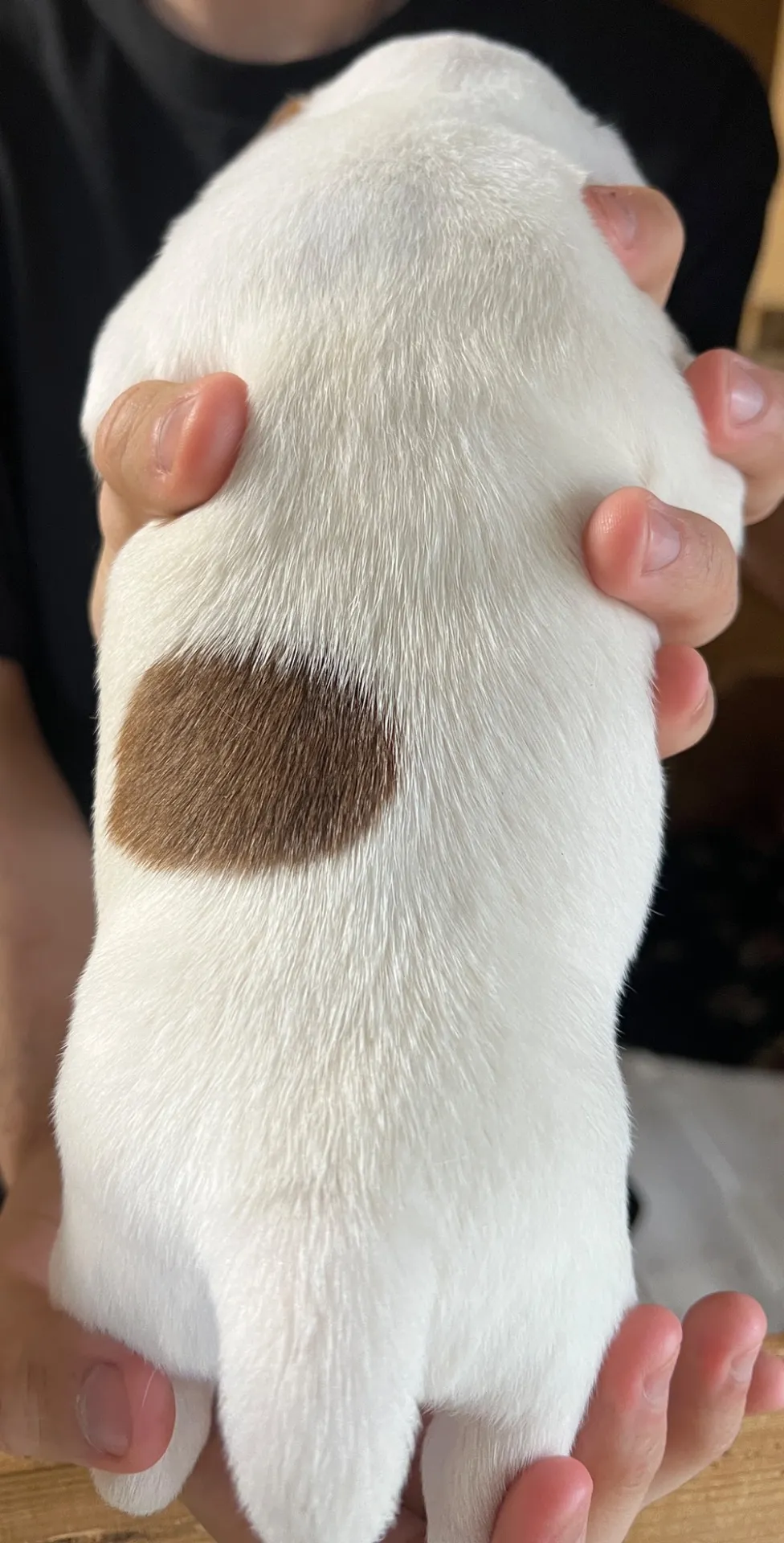 あんみつ三女ちゃん、2026年1月11日生まれ