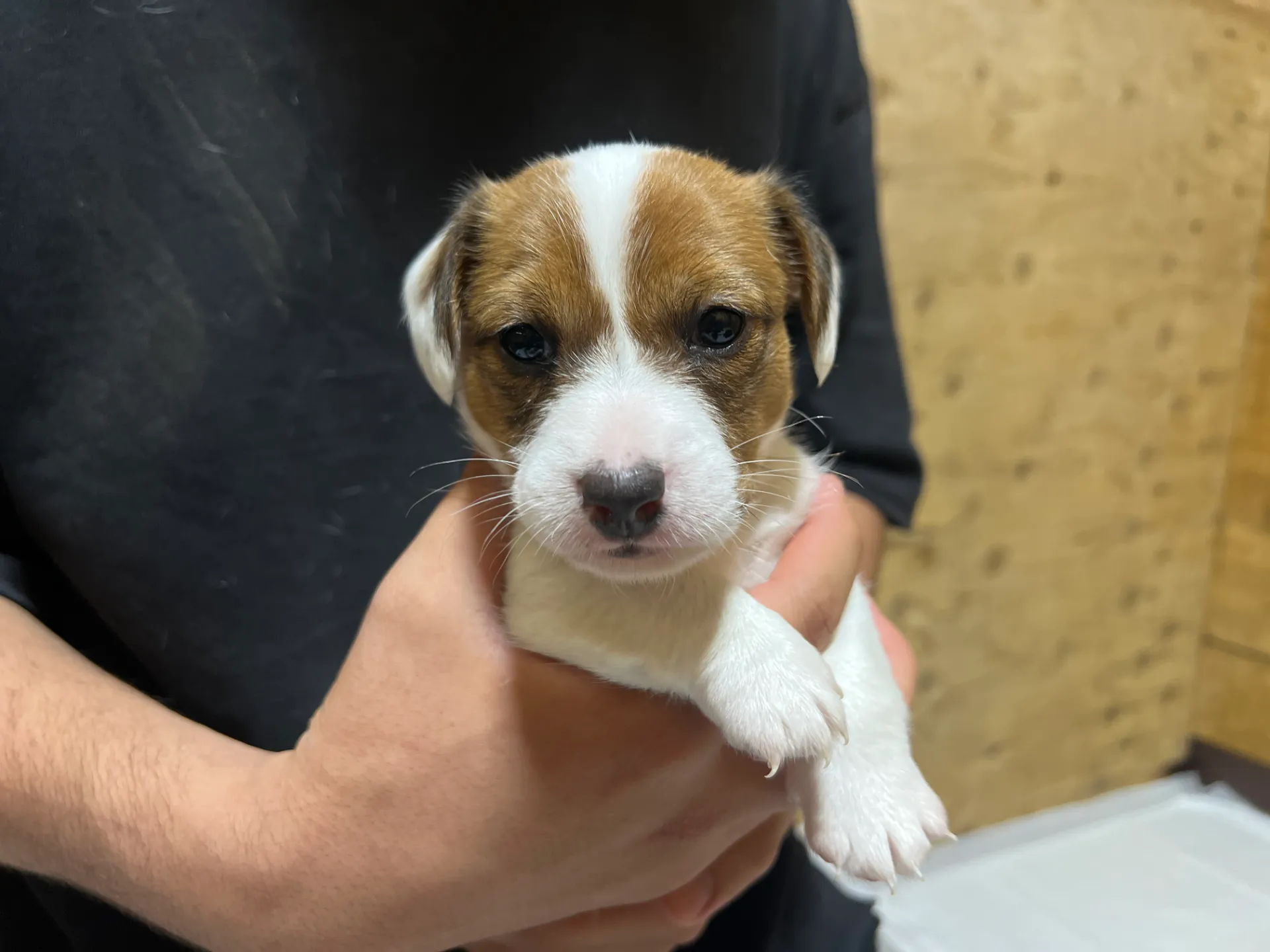 プリマ長男くん、2026年3月30日生まれ