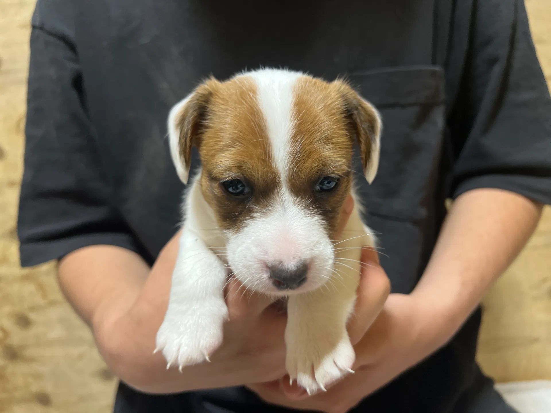 プリマ長男くん、2026年3月30日生まれ