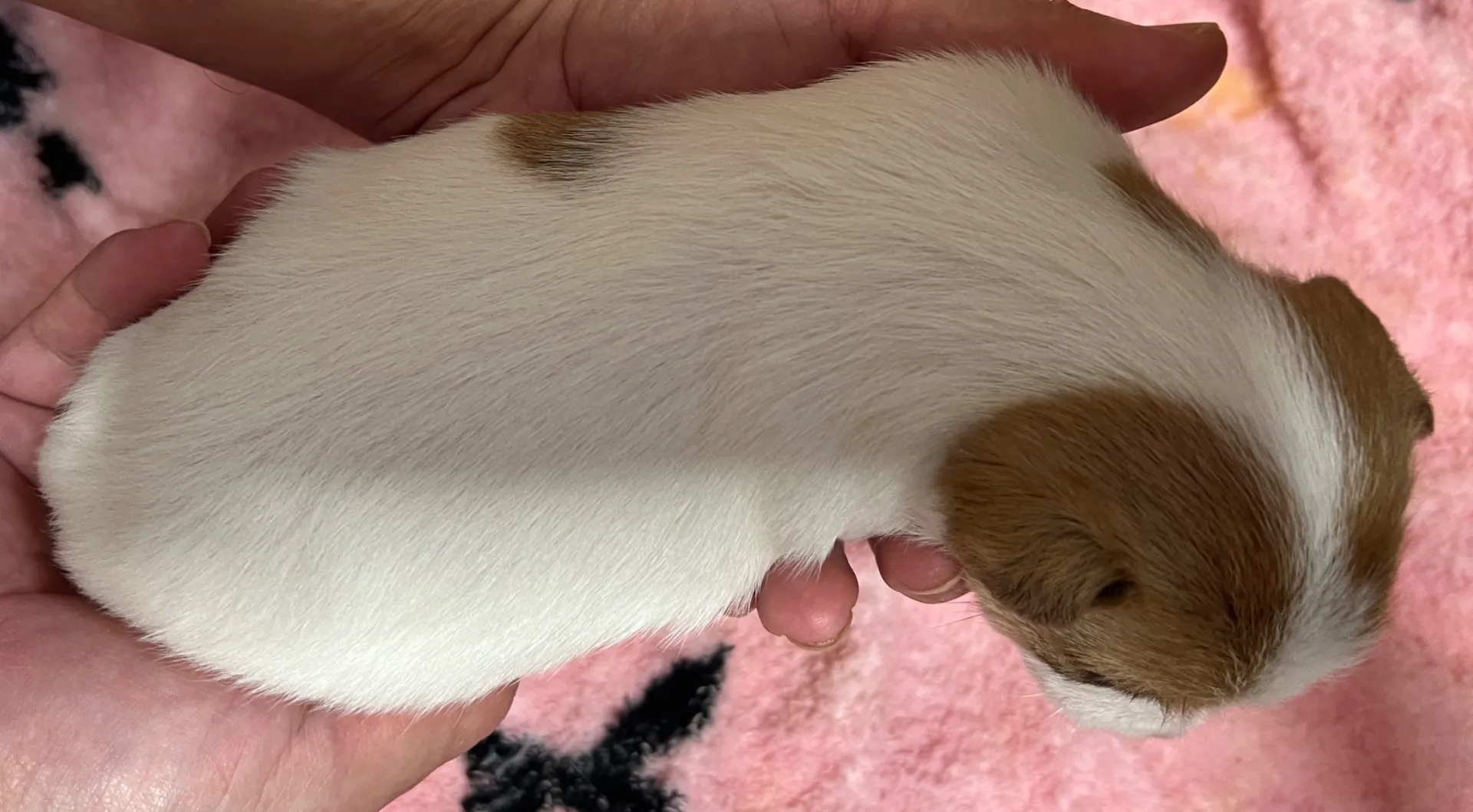 わさび三男くん、2026年9月21日生まれ