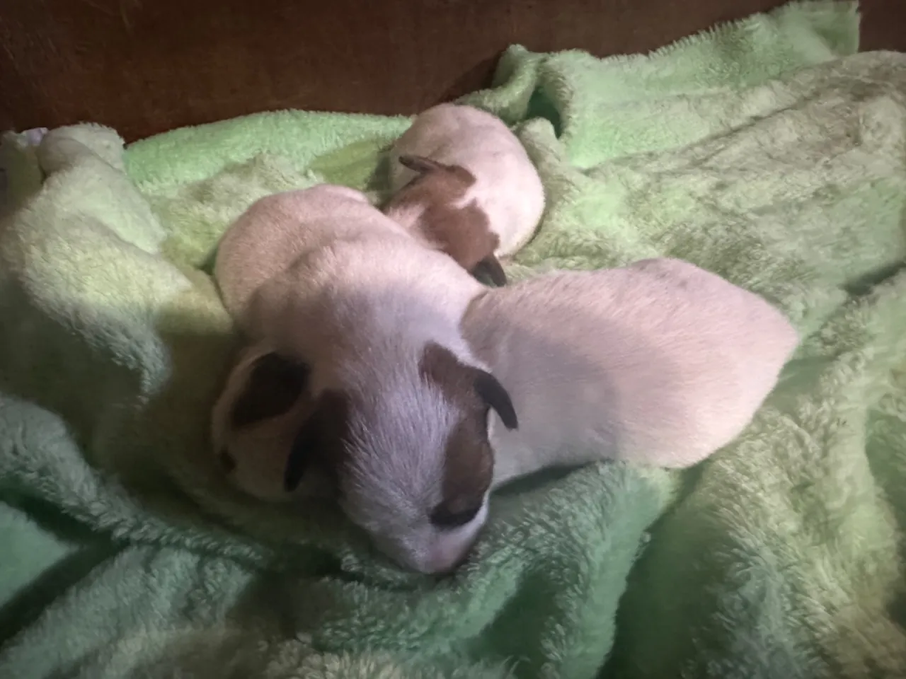 お昼寝中